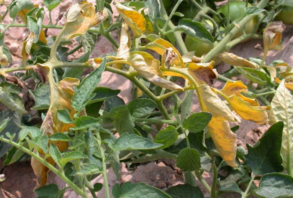 Fuzarioza la tomate - tratamente si recomandari