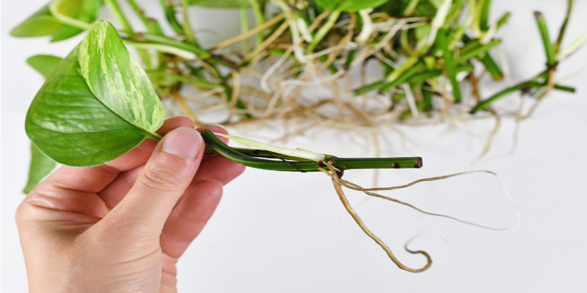 Butasirea: metoda eficienta de inmultire pentru plantele tale