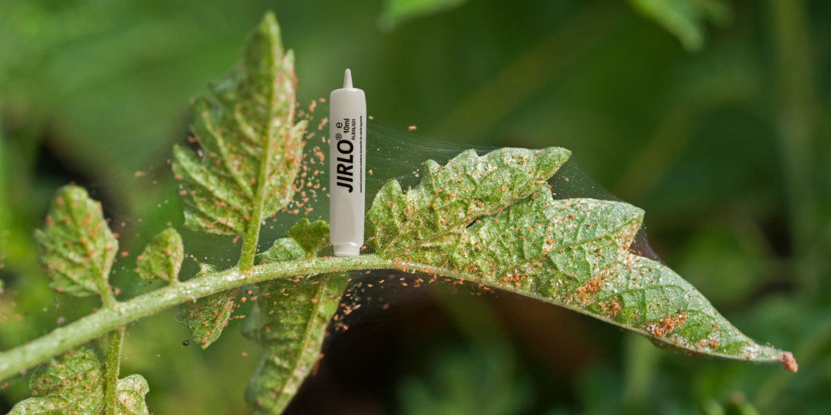 Jirlo: insecticid-acaricid cu abamectin pentru daunatorii din sere