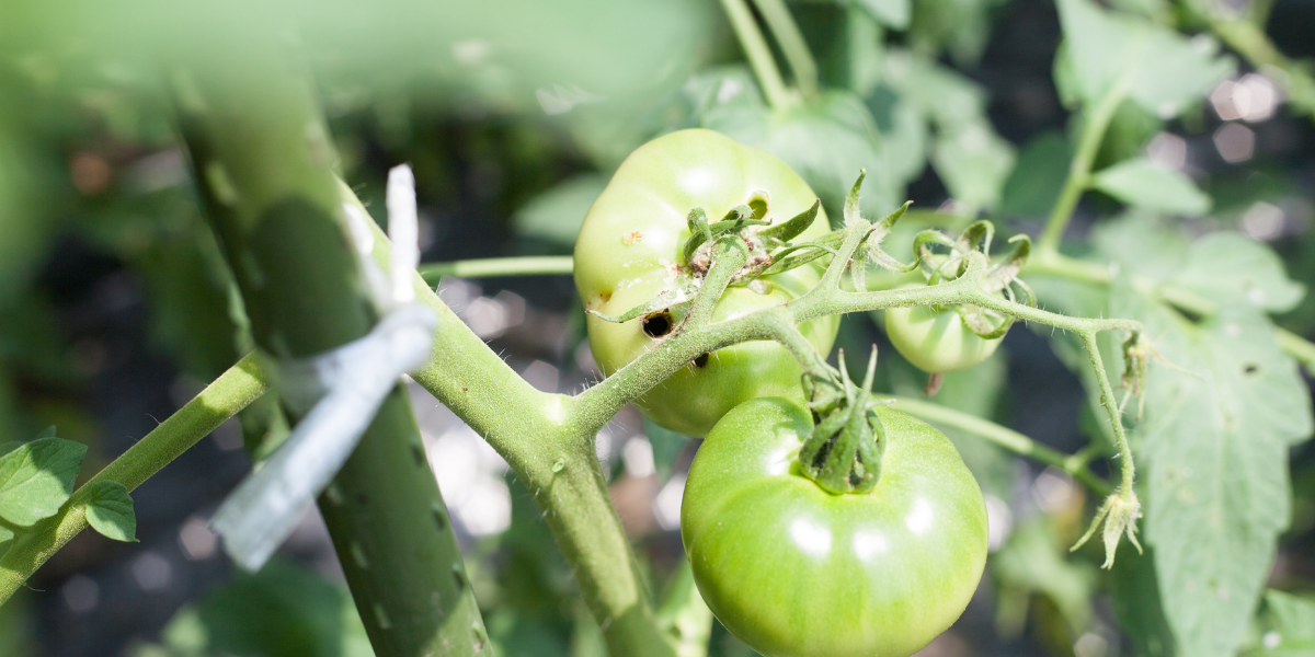 Omida fructelor de tomate si ardei - tratamente si recomandari