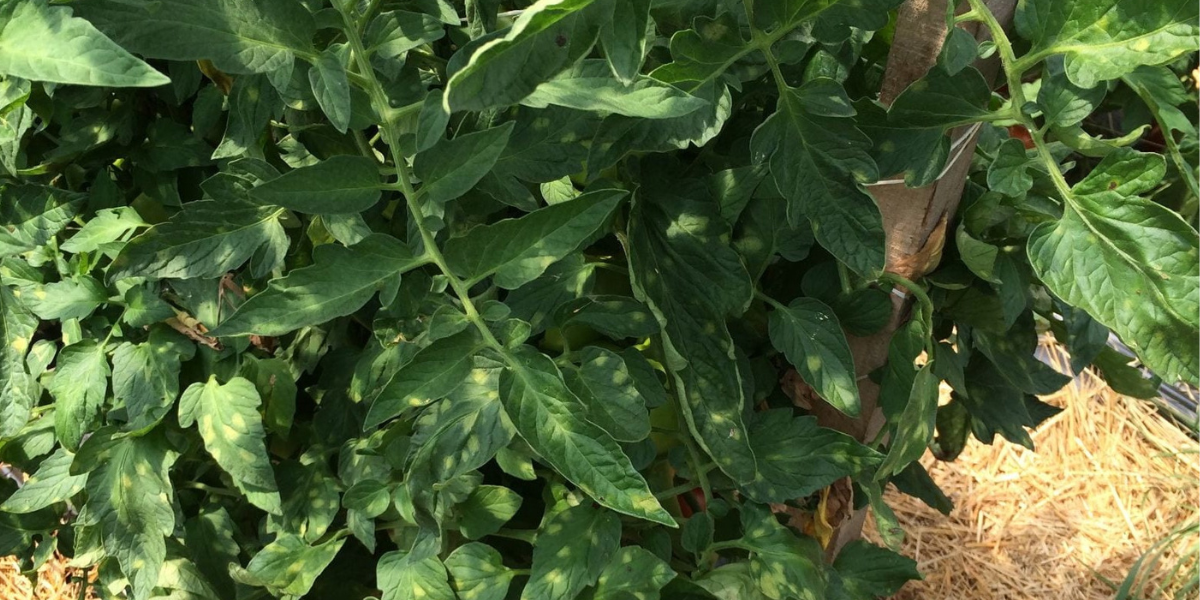 Patarea cafenie a frunzelor de tomate - tratamente si recomandari 