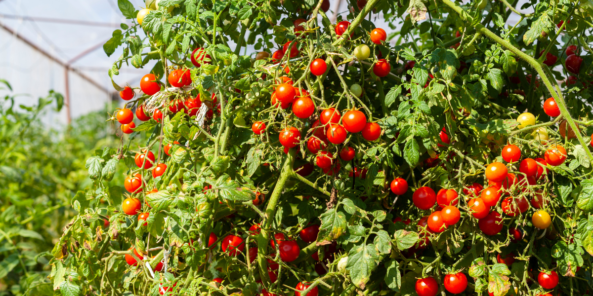 Rosii cherry: mici, rotunde si pline de gust!