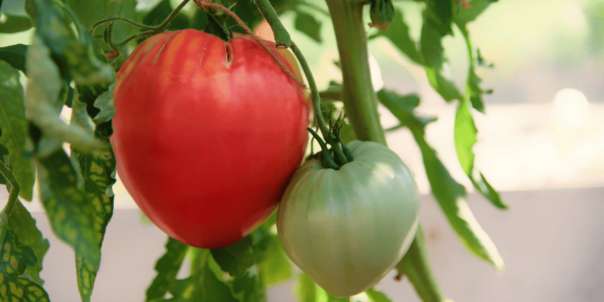 Rosii inima de Bou: gustul autentic al tomatelor de odinioara