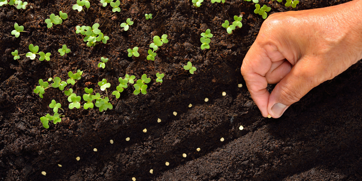 Seminte de plante: pas cu pas spre culturi prospere