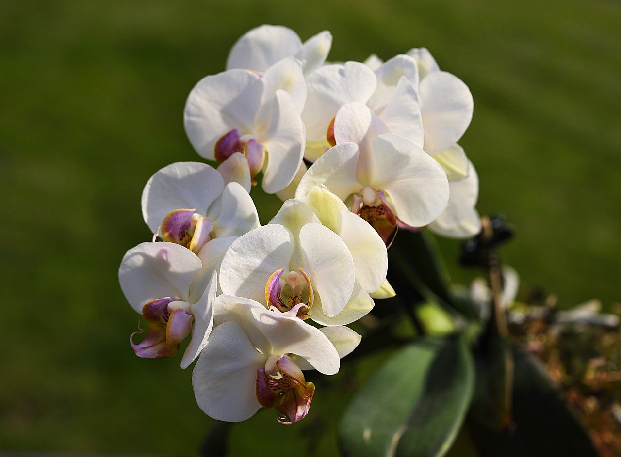 Orhidee: ghid esential pentru ingrijire si inmultire de succes
