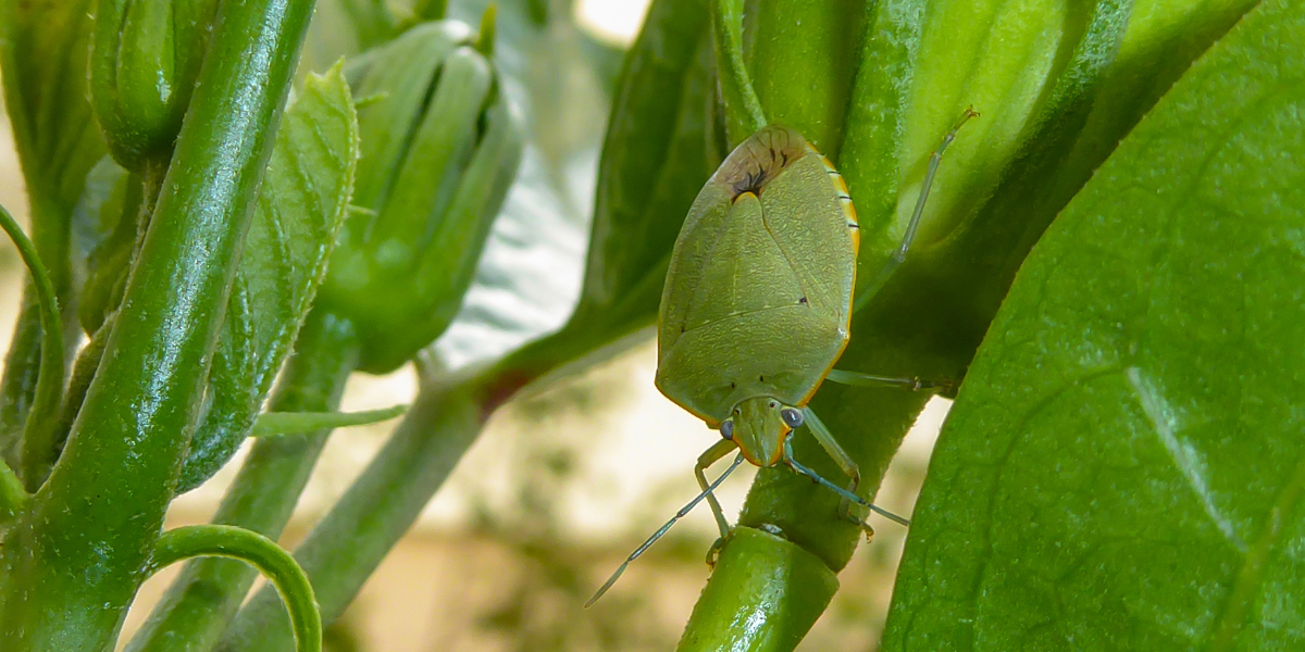 Plosnita verde a tomatelor - tratamente si recomandari