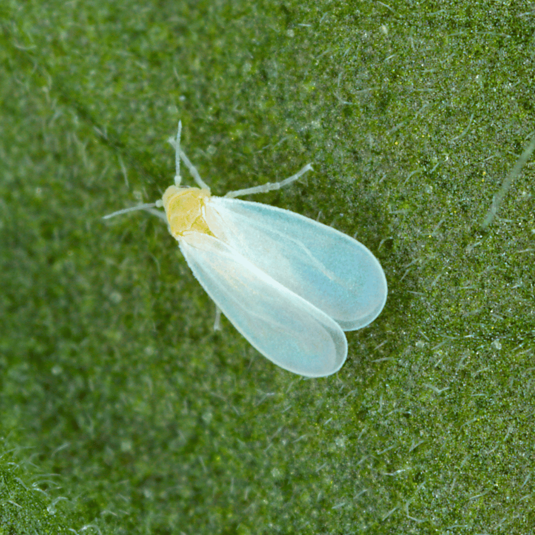 Insecticide