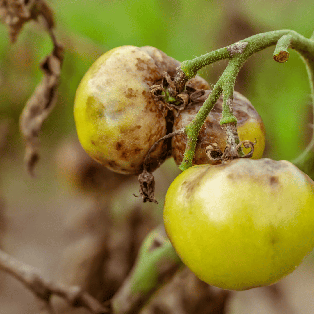 Fungicide