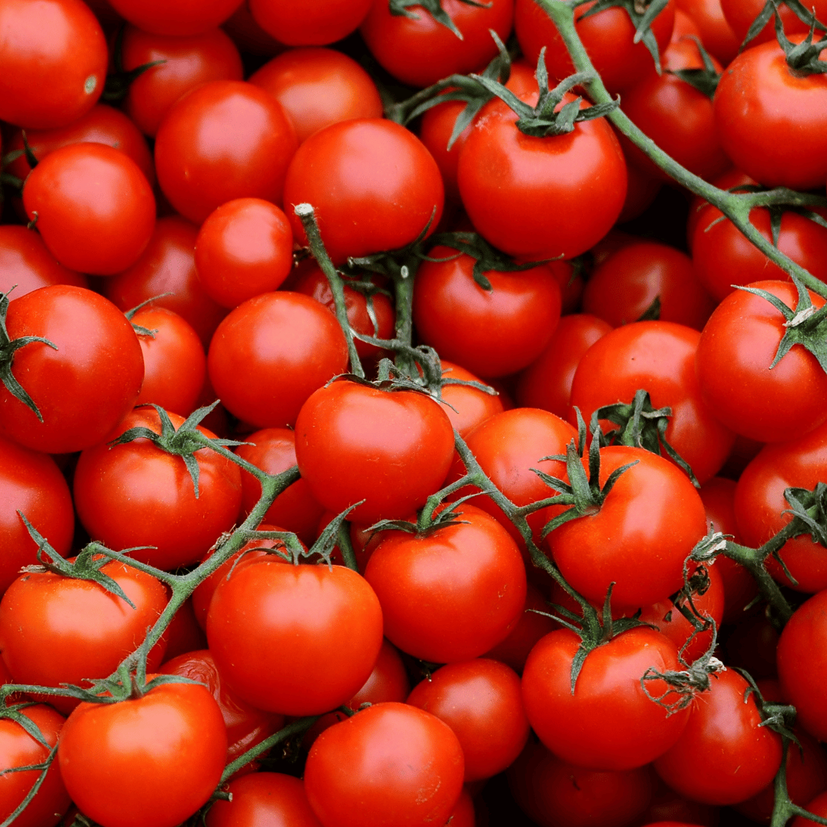 Semințe tomate hobby mix