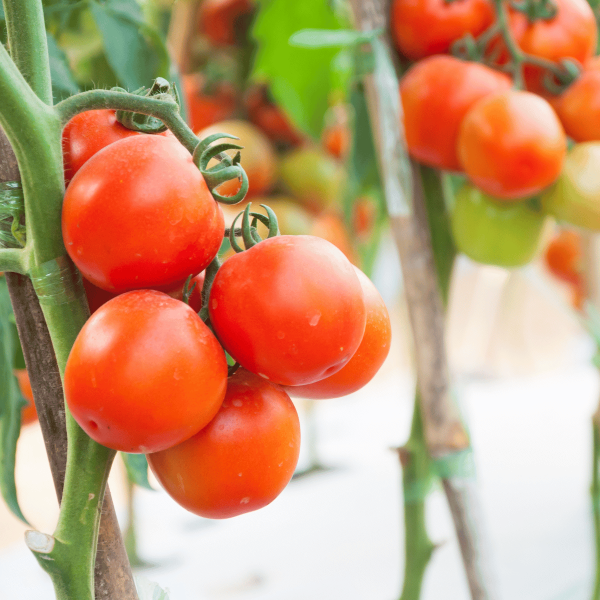 Semințe tomate profesionale