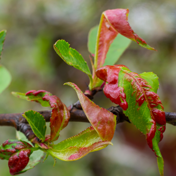 Bășicarea frunzelor