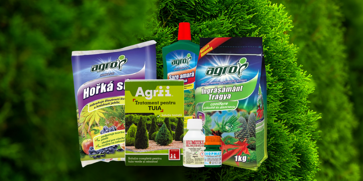 Tuia verde și sănătoasă